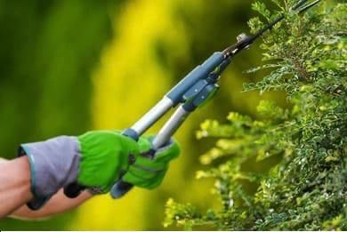 Gardening Job